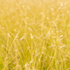 Close up blurred defocused grass rye field against sunlight at sunset - PhotoDune Item for Sale