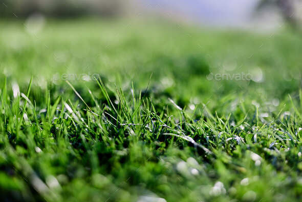 Spring young lawn grass, illuminated by sunlight. The energy of life, a healthy planet