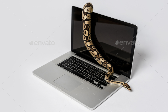 Python snake and laptop computer.  - Stock Photo - Images