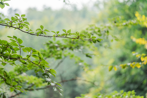 Greenery Trees And Pink Flowers Wallpaper Download | MobCup