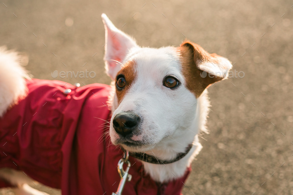 Jack russell 2024 dressed up