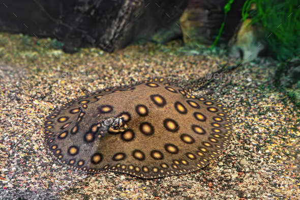 Brown Spotted Potamotrygon Motoro, Stingray Motoro In An Aquarium On  Sandy Bottom - Stock Photo - Images