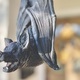 Vampire Bat Decoration - PhotoDune Item for Sale