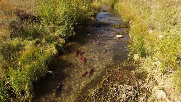 Aerial view of Kokanee Salmon spawning in a small river in Utah alt