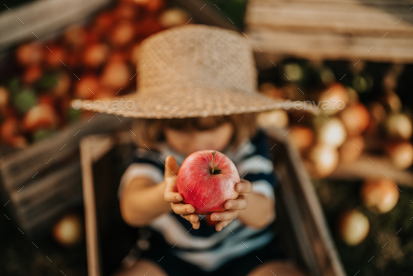 Little child in straw hat proposing, gives apple to camera. Boy sits in orchard.