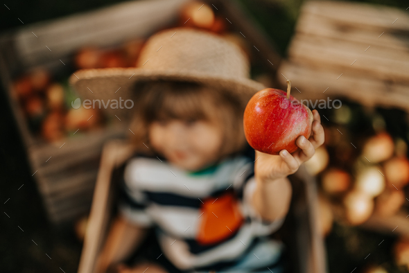 Little child in straw hat proposing, gives apple to camera. Boy sits in orchard.