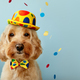 Funny dog celebrating at a birthday party - PhotoDune Item for Sale