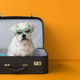 Cute dog in a suitcase - PhotoDune Item for Sale