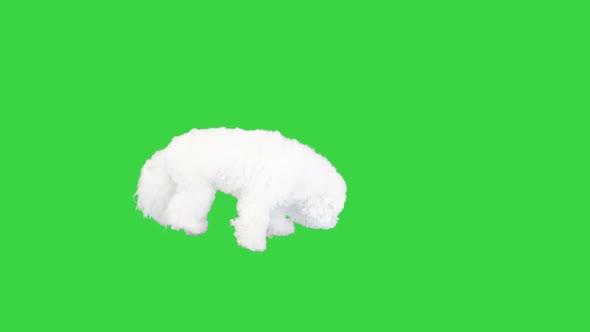 Bichon Frise Searching for Something Sniffing on a Green Screen Chroma Key