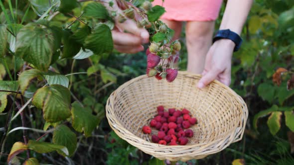 Woman hand plucks ripe red juicy raspberry in the garden