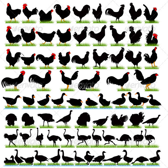 77 Farm Birds Detailed Silhouettes Set - Animals Characters