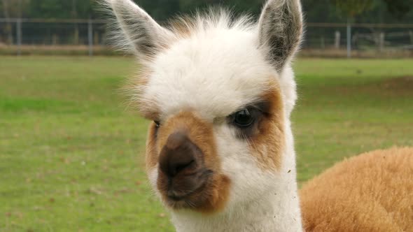 Face of a brown and white, fluffy and cute alpaca, close up shot at farm alt