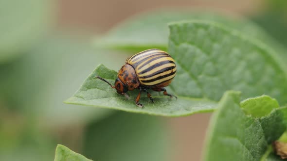 Colorado potato beetle on a potato leaf