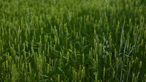 Ripening green wheat field at sunset background. Spikelets of wheat with grain shakes the wind. 