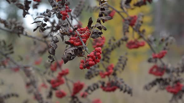 Branches with Berries of Red Mountain Ash in the Forest