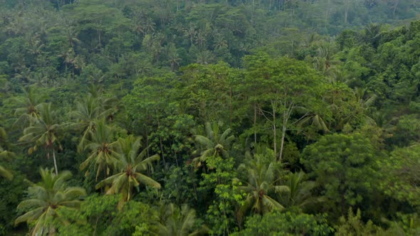 Aerial Dolly Shot of Small Rural Villages and Rice Plantations Hiding in the Thick Rainforests in alt