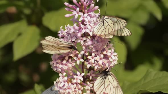 Butterflies on a Lilac Bush