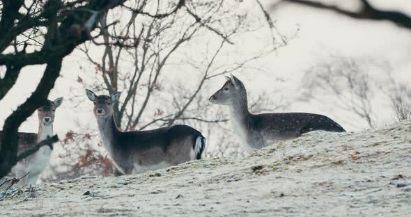 Herd Of Deer Stand And Look To Each Other In The Middle Of Forest In The Netherlands During Winter S alt