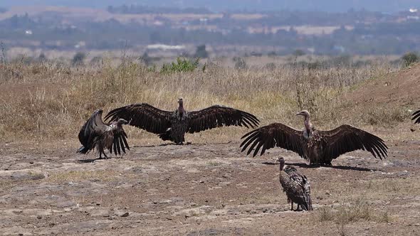 980186 African white-backed vulture, gyps africanus, Group having Sun Bath , Nairobi Park in Kenya, alt