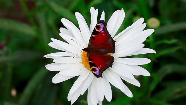 Peacock butterfly alt