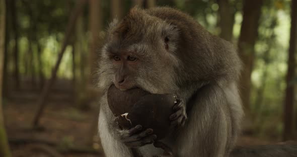 Close Up Portrait View of a Female Macaque Monkey Eating a Coconut Out of the Shell in Monkey alt
