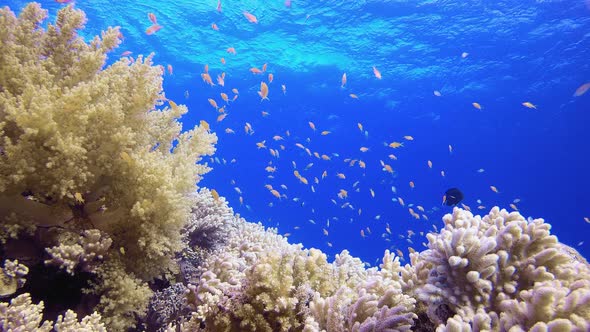 Underwater Scene Marine Life alt