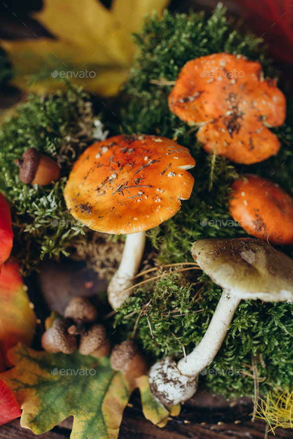 Still life of forest gifts, fly agaric mushrooms and toadstools on moss