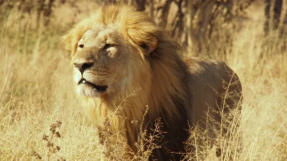 Lion in the savannah, Chobe National Park, Botswana alt