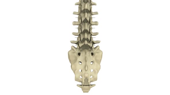 Spine Model alt