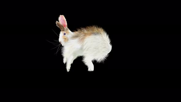 57 Rabbit Aerial Evad 4K alt