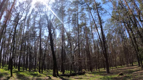 Walking Through the Forest with Pine Trees During the Day POV Slow Motion alt