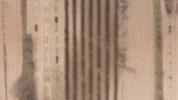 AERIAL: Lines of Trees Sprout Planted in Brown Soil