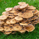 Armillaria Fungus -  Honey Fungus  - PhotoDune Item for Sale