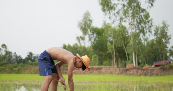 Young adult topless farmer planting seedling of rice in field. alt