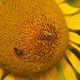 Sunflowers 10 Sunflowers 10 - VideoHive Item for Sale