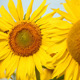 Sunflowers 11 Sunflowers 11 - VideoHive Item for Sale