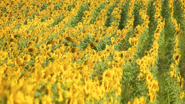 Sunflowers 18