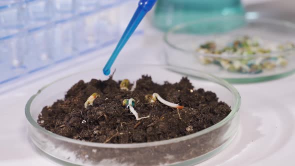 A Scientist in a Modern Biotechnological Laboratory Conducts an Experiment on Plants alt