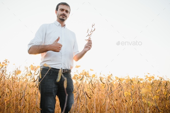 farmer agronomist in soybean field checking crops before harvest
