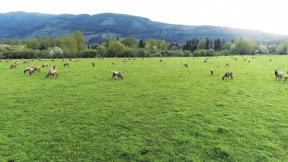 Elk Gang Herd Of Large Animals Stop To Graze On Grass As They Migrate During Spring Warmer Weather alt