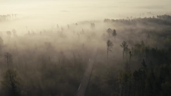 Aerial View of Foggy Forest