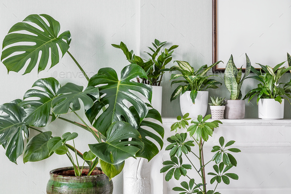 Indoor plants variete in the room with light green walls