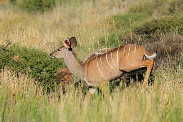 Kudu antelope running - South Africa