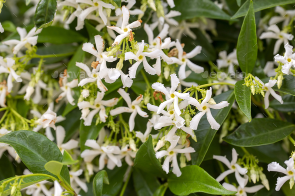 White Sampaguita Jasmine or Arabian Jasmine flowers blossom (Jasminum sambac (L.) Aiton; Oleaceae) - Stock Photo - Images