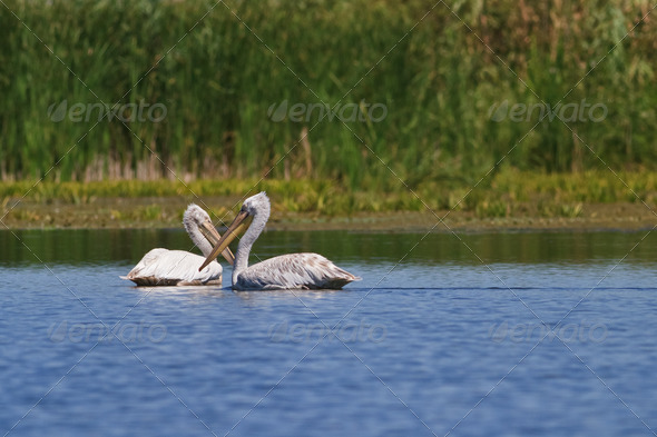 Dalmatians Pelicans (Pelecanus crispus)  - Stock Photo - Images