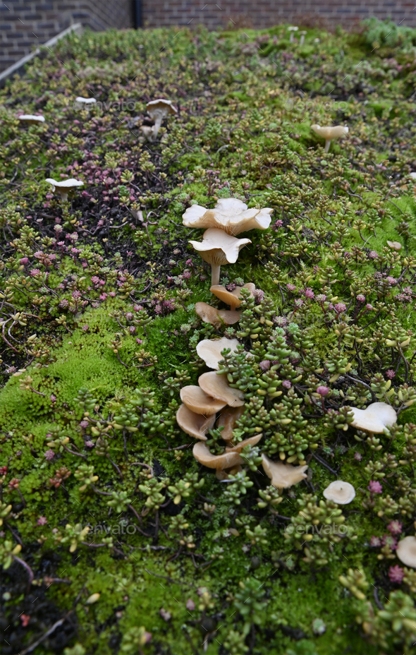 Close-up at green roof. Turf with micro plants and fungi on garden shed. Macro forest. Eco roof.