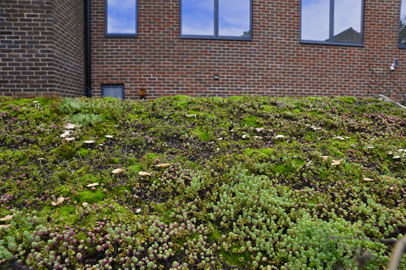 Green roof in urban environment. Eco roofing on a garden shed.