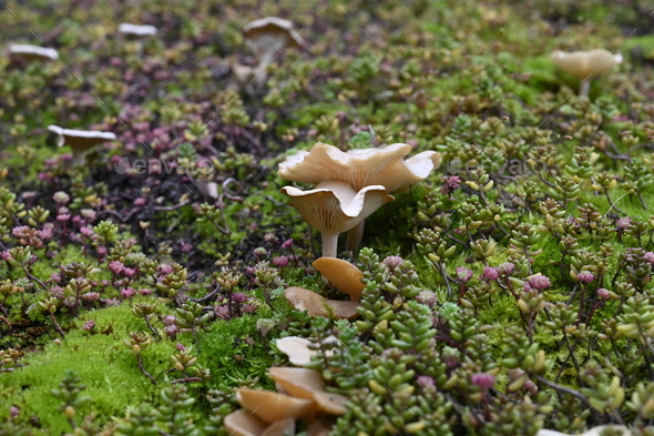 Close-up at green roof. Turf with micro plants and fungi on garden shed. Macro forest. Eco roof.