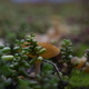 Close-up at green roof. Turf with micro plants and fungi on garden shed. Macro forest. Eco roof. - PhotoDune Item for Sale
