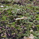 Close-up at green roof. Turf with micro plants and fungi on garden shed. Macro forest. Eco roof. - PhotoDune Item for Sale